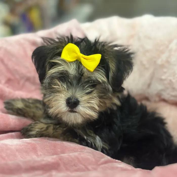 Female Morkie puppy named Morgan for sale at Petland North Kansas.