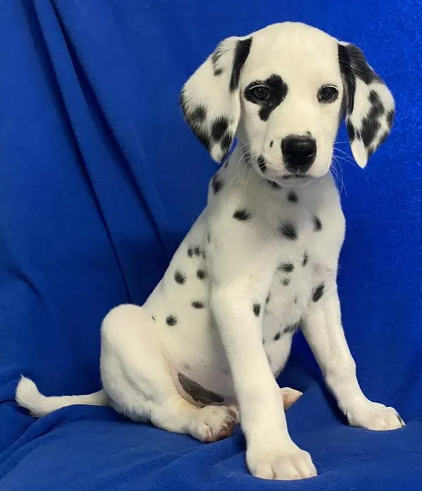 19603557ec5003b-8fc2-4968-9254-82df635a9cf4Dalmatian_male_074__1_.jpg