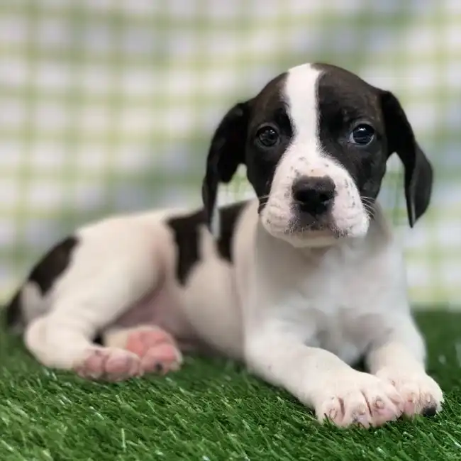 Male Frengle Puppy for sale