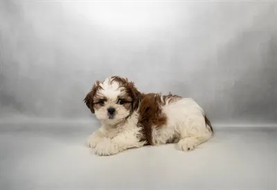 Female Shih Tzu puppy named Marie for sale at Petland Blue Springs.