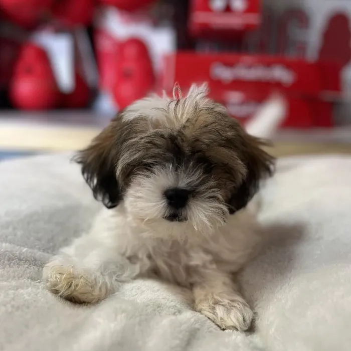 Male Teddy Bear Puppy for Sale in Blue Springs, MO