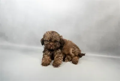 Male Shih Tzu puppy for sale at Petland North Kansas.
