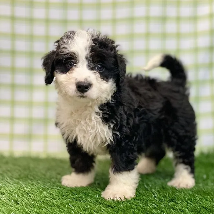 Female Mini Bernadoodle Puppy for sale