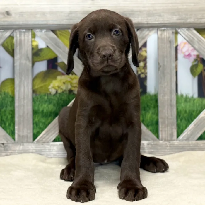 Female Labrador Retriever puppy named Rebecca for sale at Petland Blue Springs.