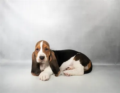 Female Basset Hound puppy named Eeyore for sale at Petland North Kansas.