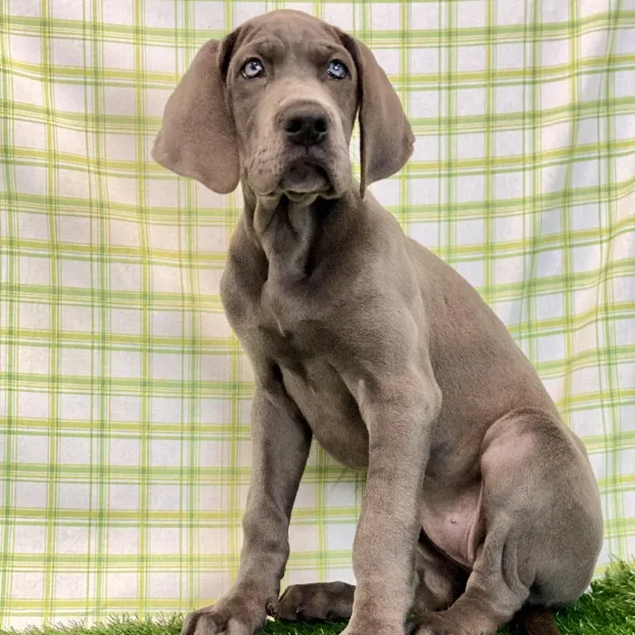 Female Great Dane Puppy for sale