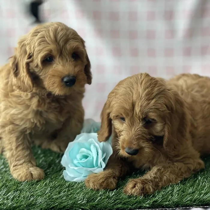Female Mini Goldendoodle Puppy for sale