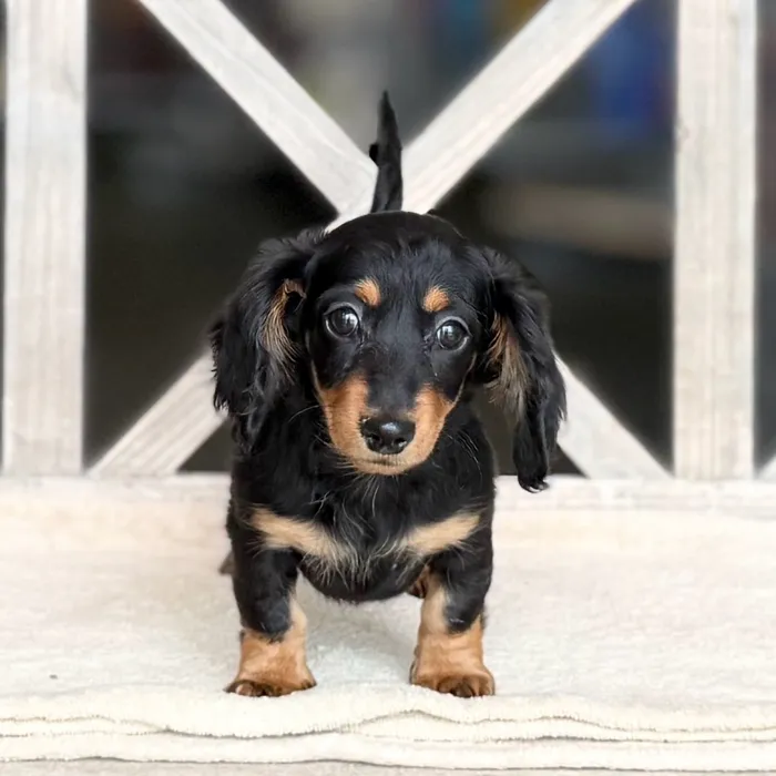 Female Dachshund puppy named Monica for sale at Petland Blue Springs.