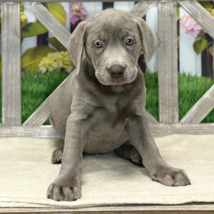 Male Labrador Retriever puppy named Edward for sale at Petland Blue Springs.