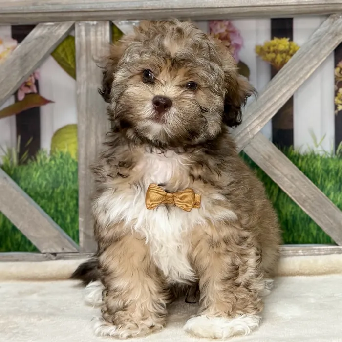 Male Havanese-Shih Tzu puppy named Milo for sale at Petland Blue Springs.