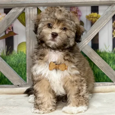 Male Havanese-Shih Tzu puppy named Milo for sale at Petland Blue Springs.