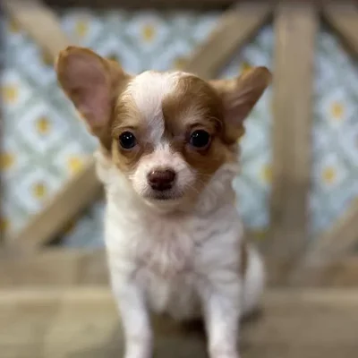 Female Chihuahua Puppy for Sale in Blue Springs, MO