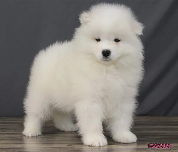 475222dfe1c0c7-4aff-4b7e-a3bf-7bc2bd00e3d9samoyed6312_02.jpg