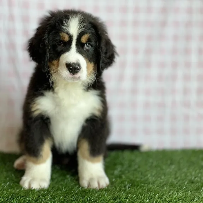 Male Bernese Mountain Dog Puppy for sale