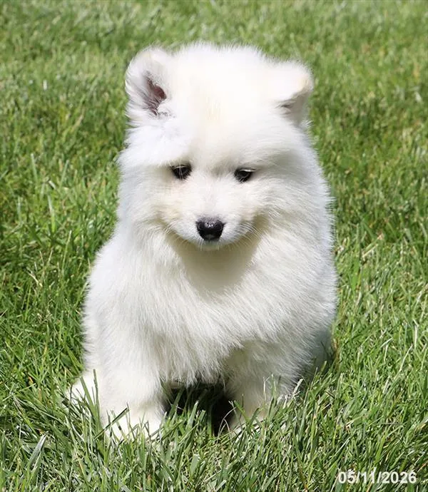 Female Samoyed puppy named Vuitton for sale at Petland Blue Springs.