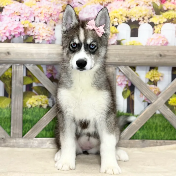 Female Siberian Husky puppy named Shadow for sale at Petland Blue Springs.