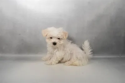 Male Maltese puppy for sale at Petland Blue Springs.