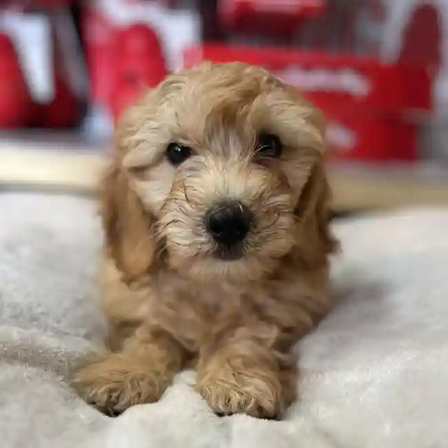 Female Goldendoodle Puppy for Sale in Blue Springs, MO