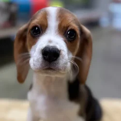car_main_img_/media/ap_media/pets/GGYBBBYRPZGX66887.webp.250x250_q85.webp