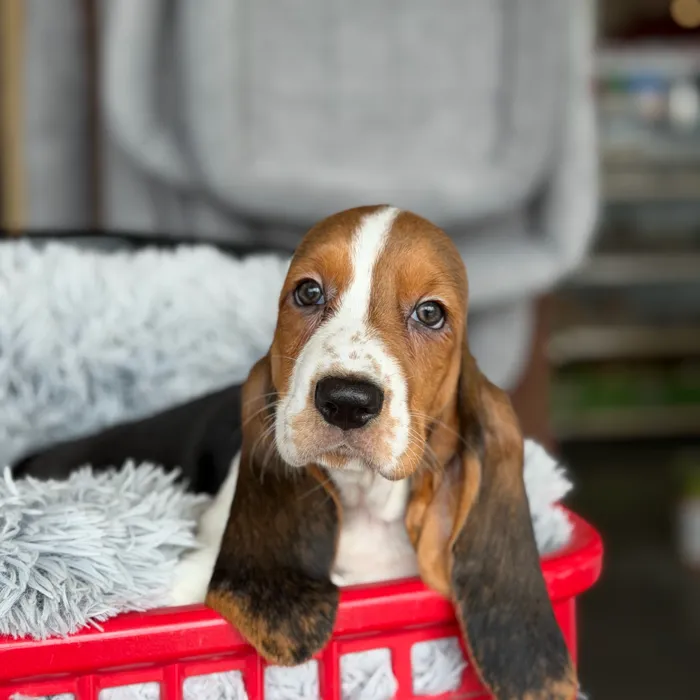 Female Basset Hound puppy named Eeyore for sale at Petland North Kansas.