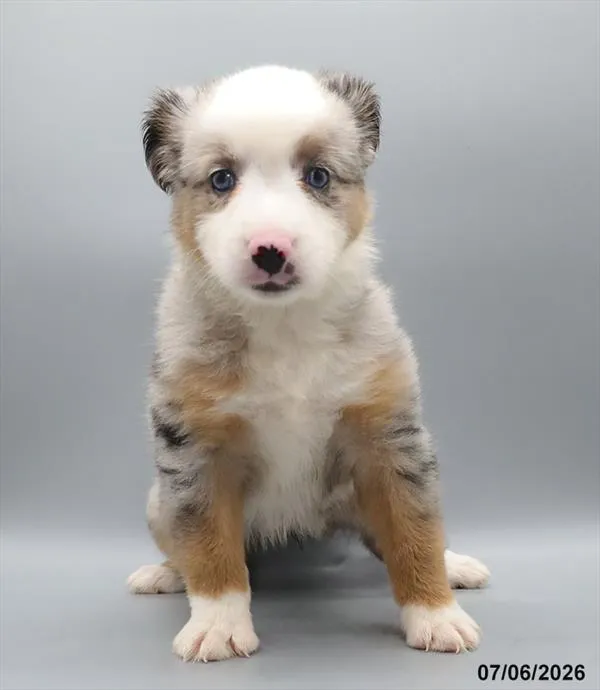 Female Miniature American Shepherd puppy for sale at Petland Blue Springs.