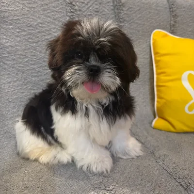 Male Shih Tzu puppy named Carl for sale at Petland North Kansas.