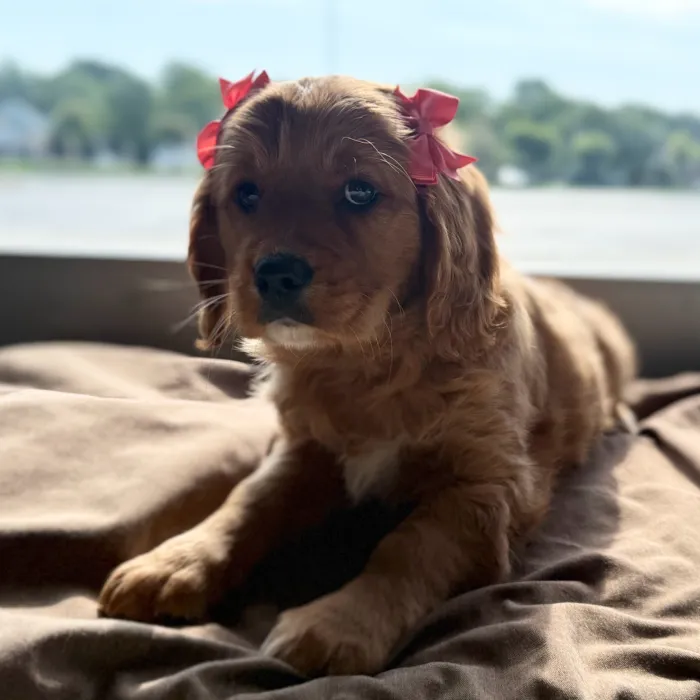 Female Mini Golden Retriever puppy named Jackie for sale at Petland Blue Springs.