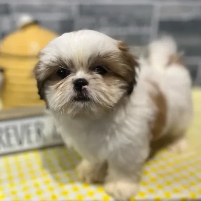 Female Shih Tzu puppy named Boo for sale at Petland North Kansas.