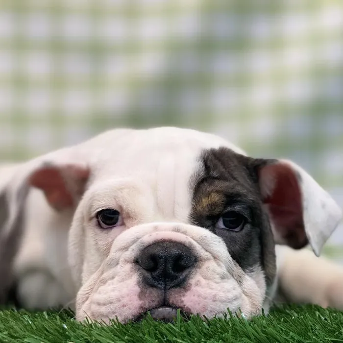 Female English Bulldog Puppy for sale