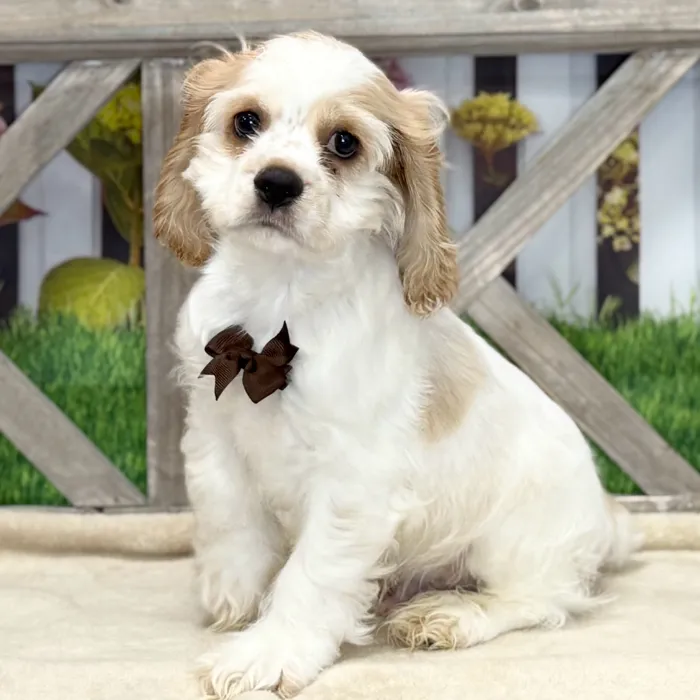 Male Cocker Spaniel puppy named Dippy for sale at Petland North Kansas.