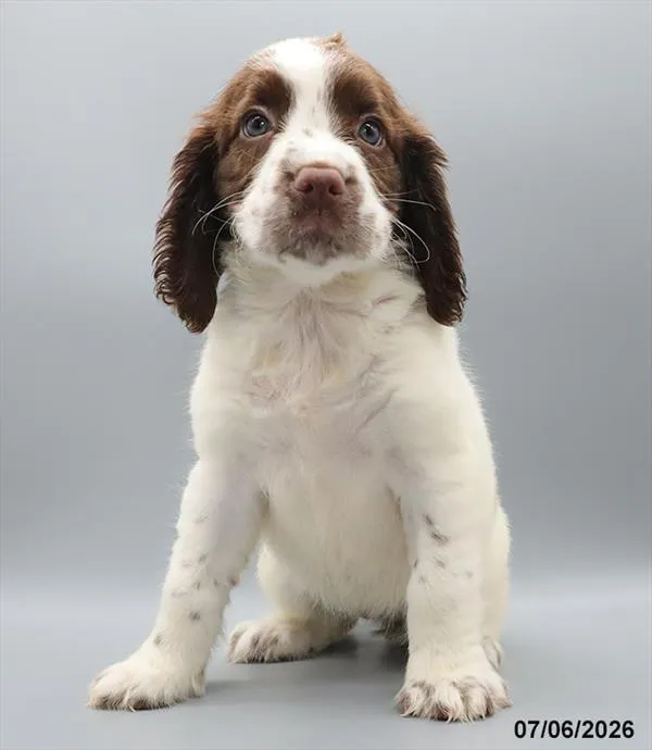 Female English Springer Spaniel puppy for sale at Petland Blue Springs.