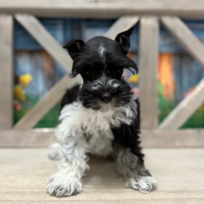 Female Mini Schnauzer puppy named Marsh for sale at Petland North Kansas.