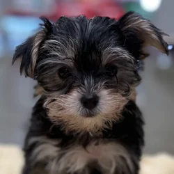car_main_img_/media/ap_media/pets/GVBNVDTAPWWY68148.webp.250x250_q85.webp