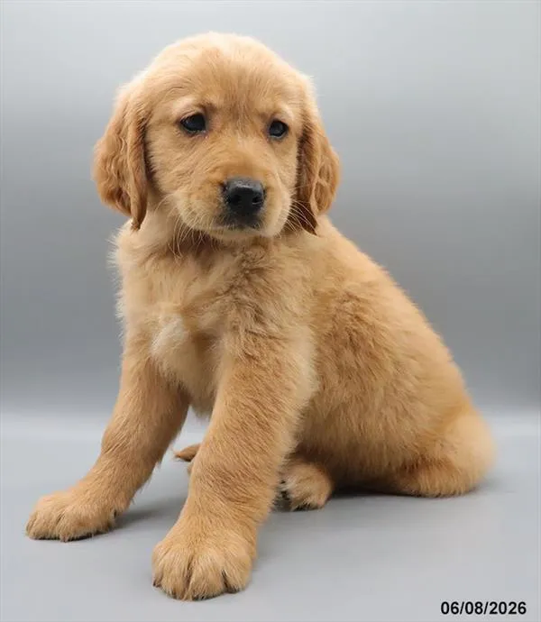 Male Golden Retriever puppy named Indigo for sale at Petland Blue Springs.