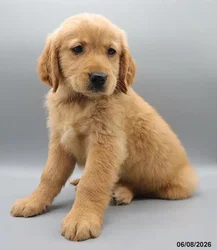 Male Golden Retriever puppy for sale at Petland Blue Springs.