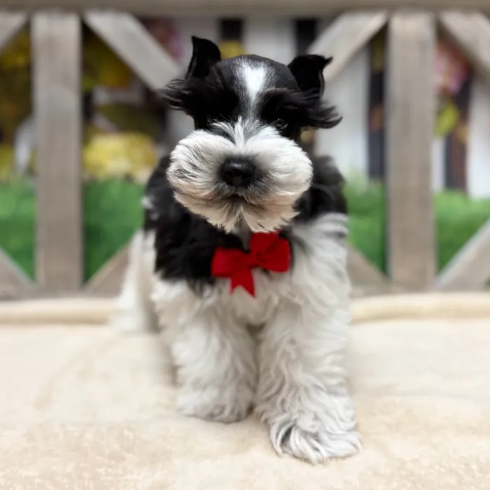Male Mini Schnauzer puppy named Boda But for sale at Petland Blue Springs.
