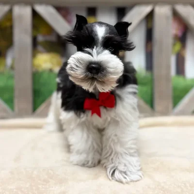 Male Mini Schnauzer puppy named Boda But for sale at Petland Blue Springs.