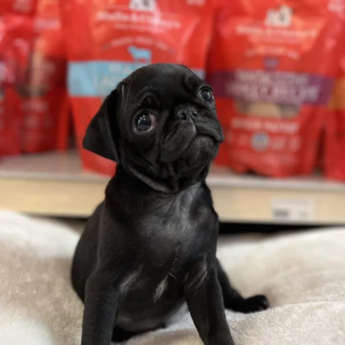 Male Pug Puppy for Sale in Blue Springs, MO