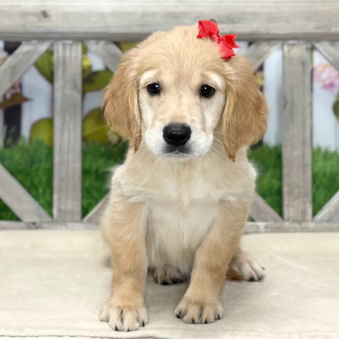 Female Golden Retriever puppy named Aniya for sale at Petland North Kansas.