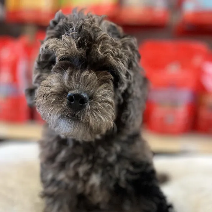 Male Cockapoo Puppy for Sale in Blue Springs, MO