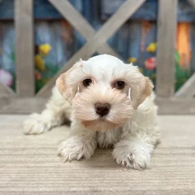 Male Schnoodle puppy named Milk for sale at Petland Blue Springs.