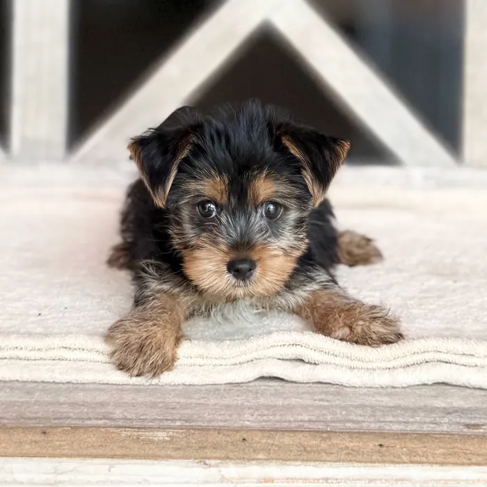 Female Yorkie puppy for sale at Petland Blue Springs.