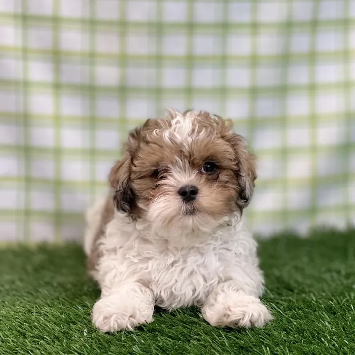 Male Shipoo Puppy for sale