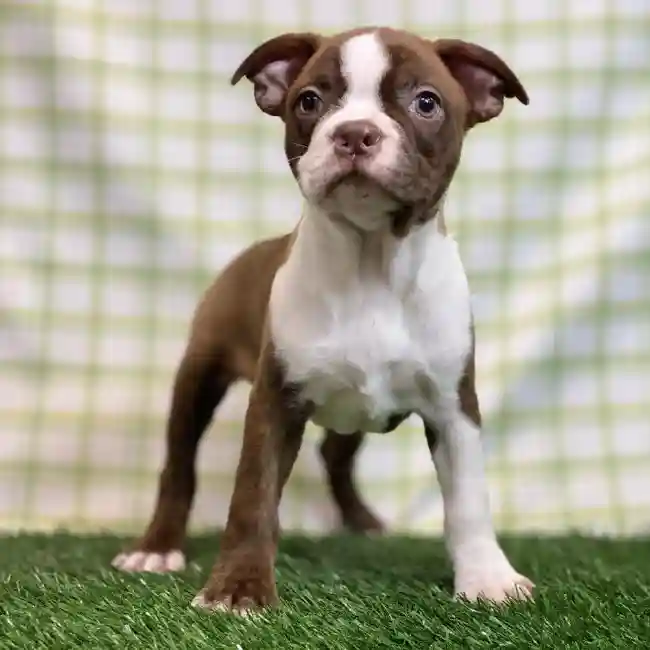 Female Boston Terrier Puppy for sale