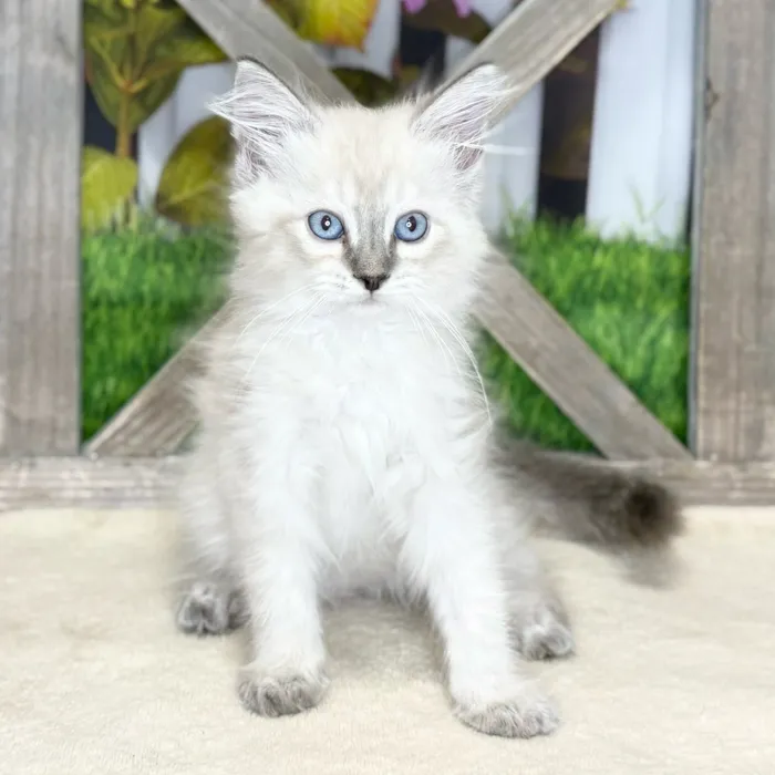 Male Ragdoll kitten named Jasper for sale at Petland Blue Springs.
