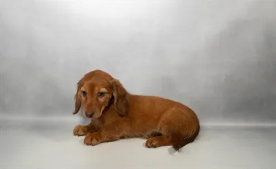 Female Dachshund puppy named Meredith for sale at Petland Blue Springs.