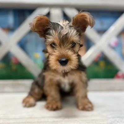 Female Yorkie puppy named Raylen for sale at Petland North Kansas.