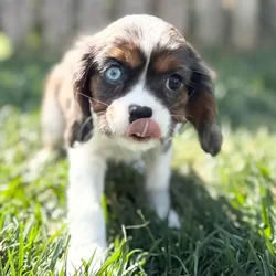 car_main_img_/media/ap_media/pets/IBIWYQGFKREN65409.webp.250x250_q85.webp