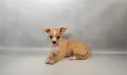 Female Chihuahua puppy for sale at Petland Blue Springs.