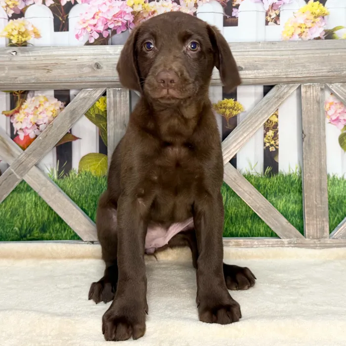 Female Labrador Retriever puppy named Dolly for sale at Petland Blue Springs.